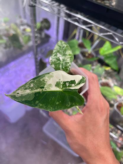 Alocasia Frydek variegata