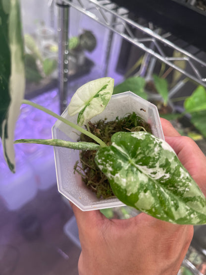 Alocasia Frydek variegata