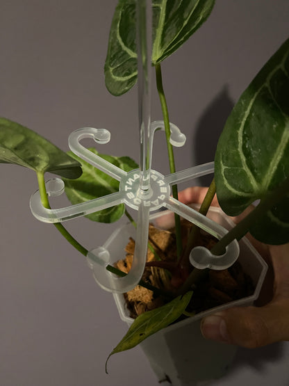 Stem Support Leaf Hooks