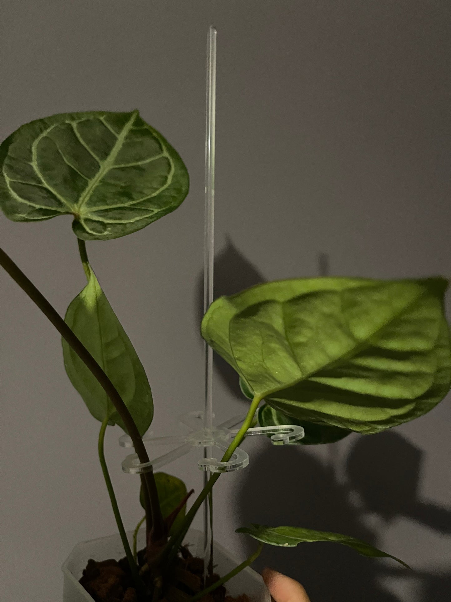 Stem Support Leaf Hooks