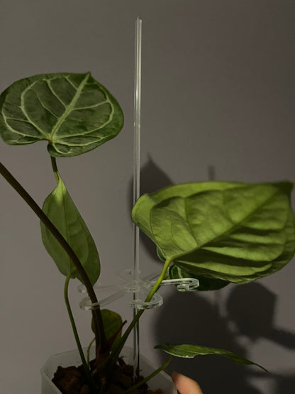 Stem Support Leaf Hooks