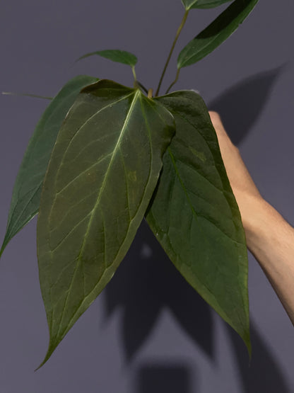 Anthurium Portillae velvet from seedings