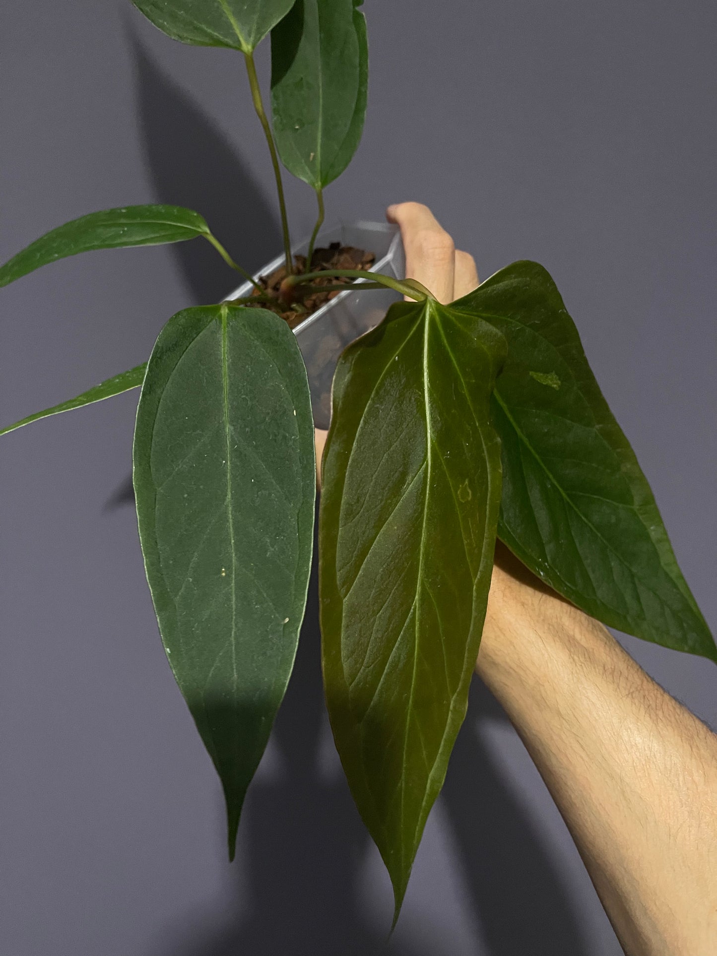 Anthurium Portillae velvet from seedings