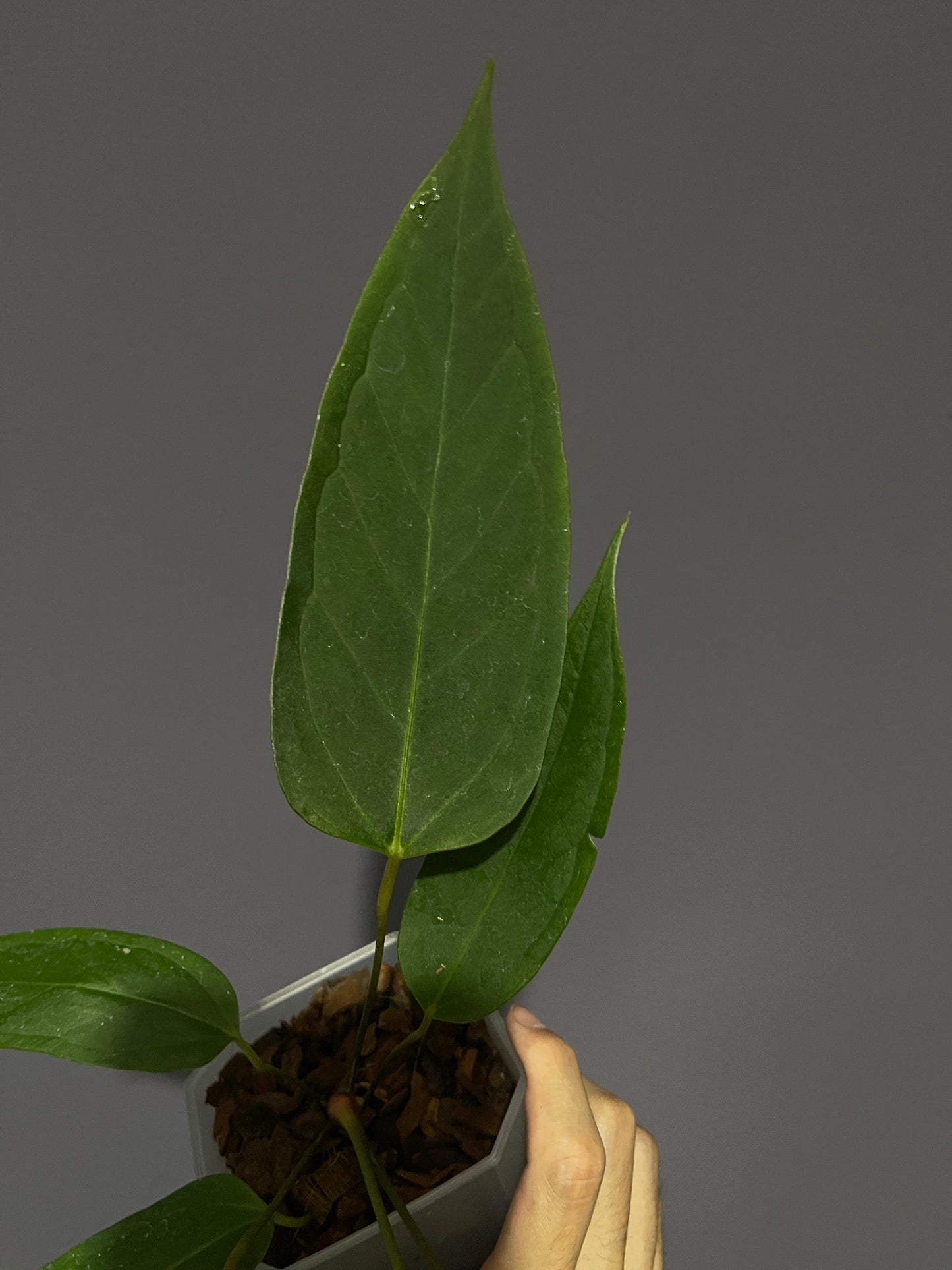 Anthurium Portillae velvet from seedings