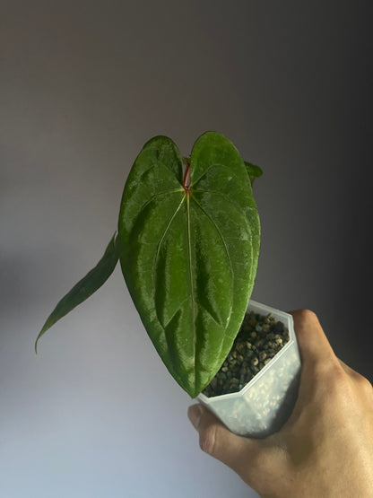 Anthurium Red Vein Dark Phoenix (RVDP)