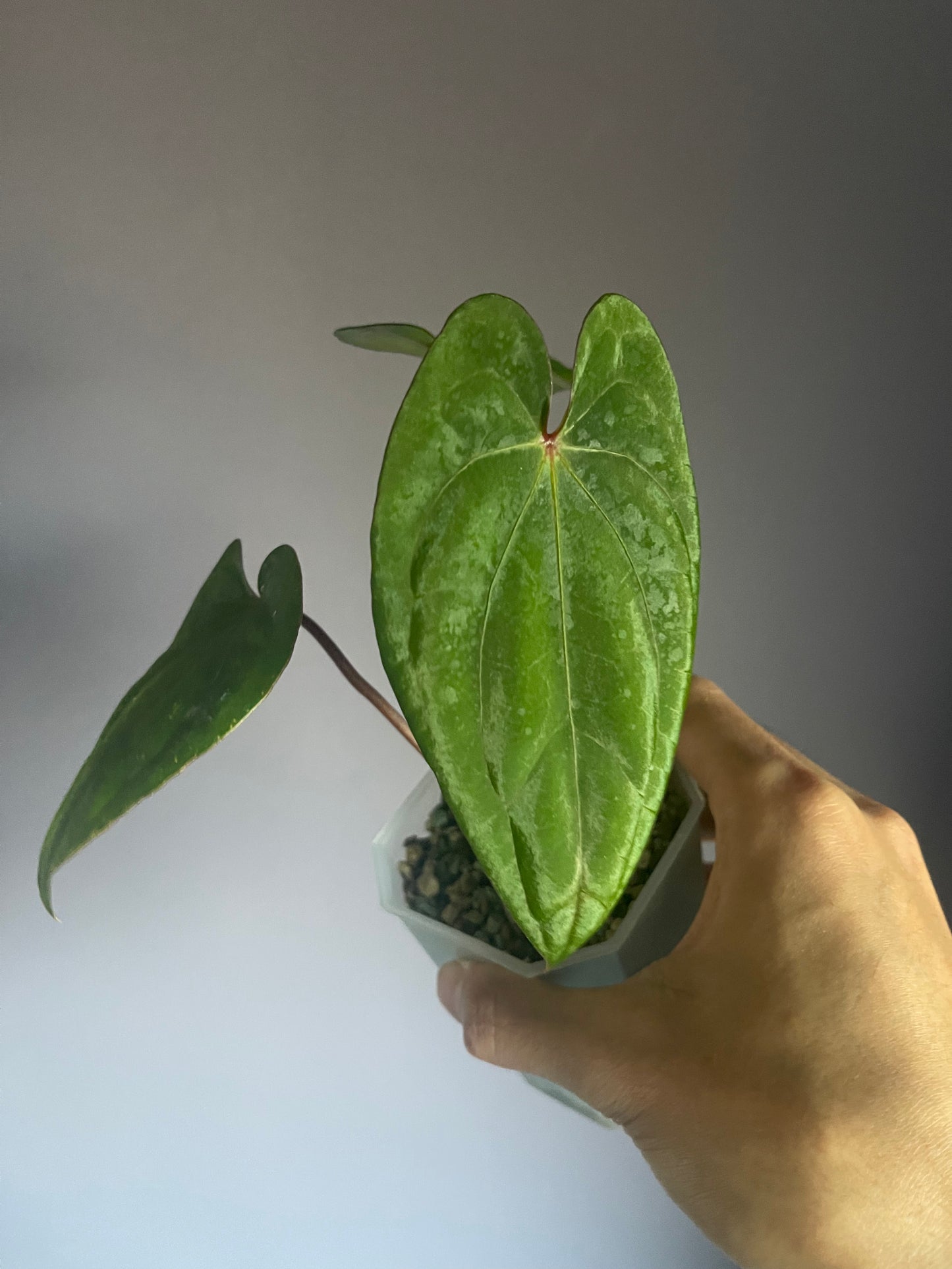 Anthurium Red Vein Dark Phoenix (RVDP)