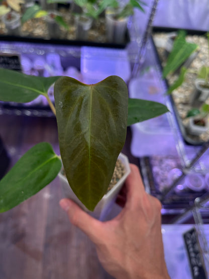 Anthurium Black Sweet from seedlings