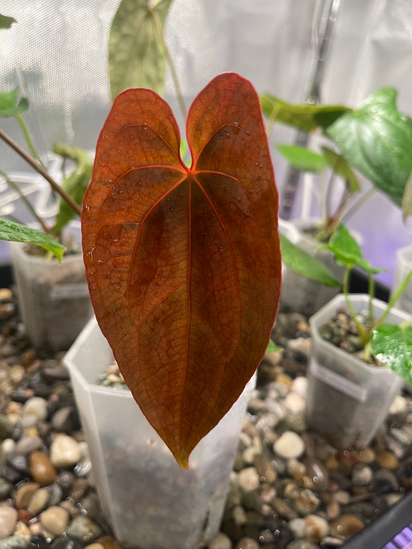 Selected Anthurium AOS Tezula x RVDP