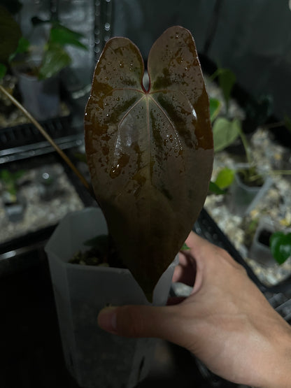 Selected Anthurium AOS Tezula x RVDP