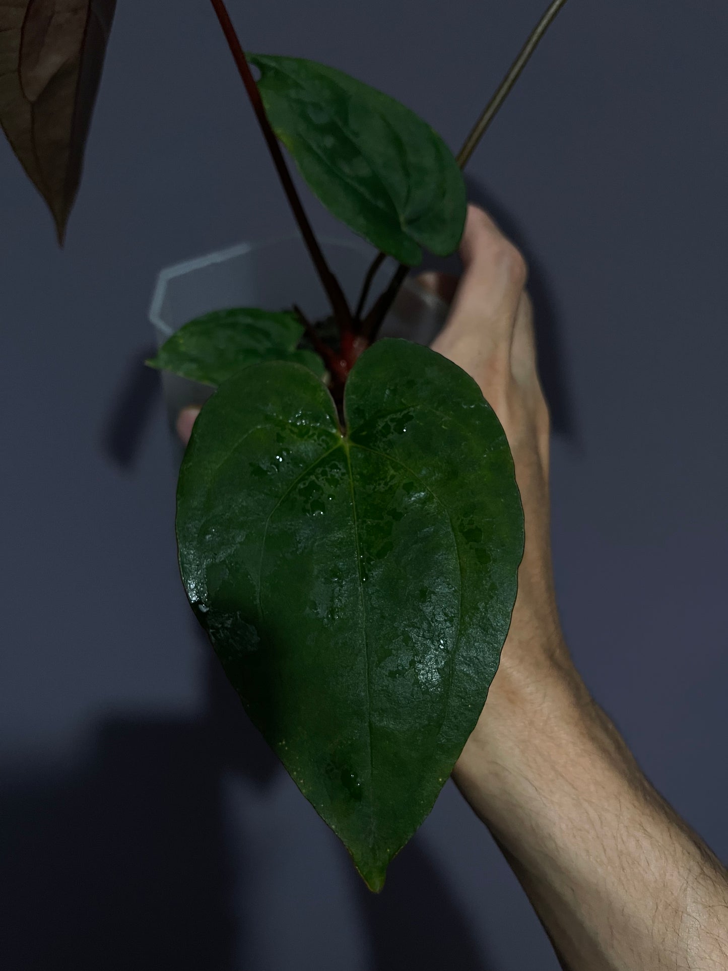 Selected Anthurium AOS Tezula x RVDP