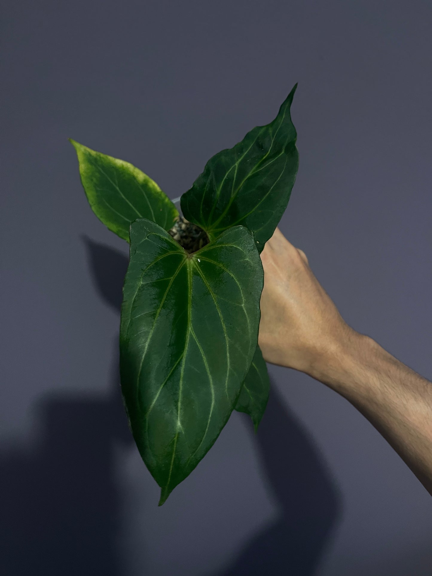 Anthurium King of Spades/HU (selected #2)