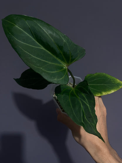 Anthurium King of Spades/HU (selected #2)