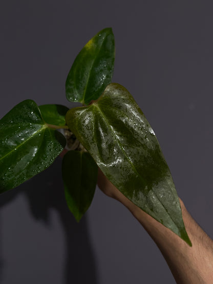 Anthurium Black Sweet from seedlings