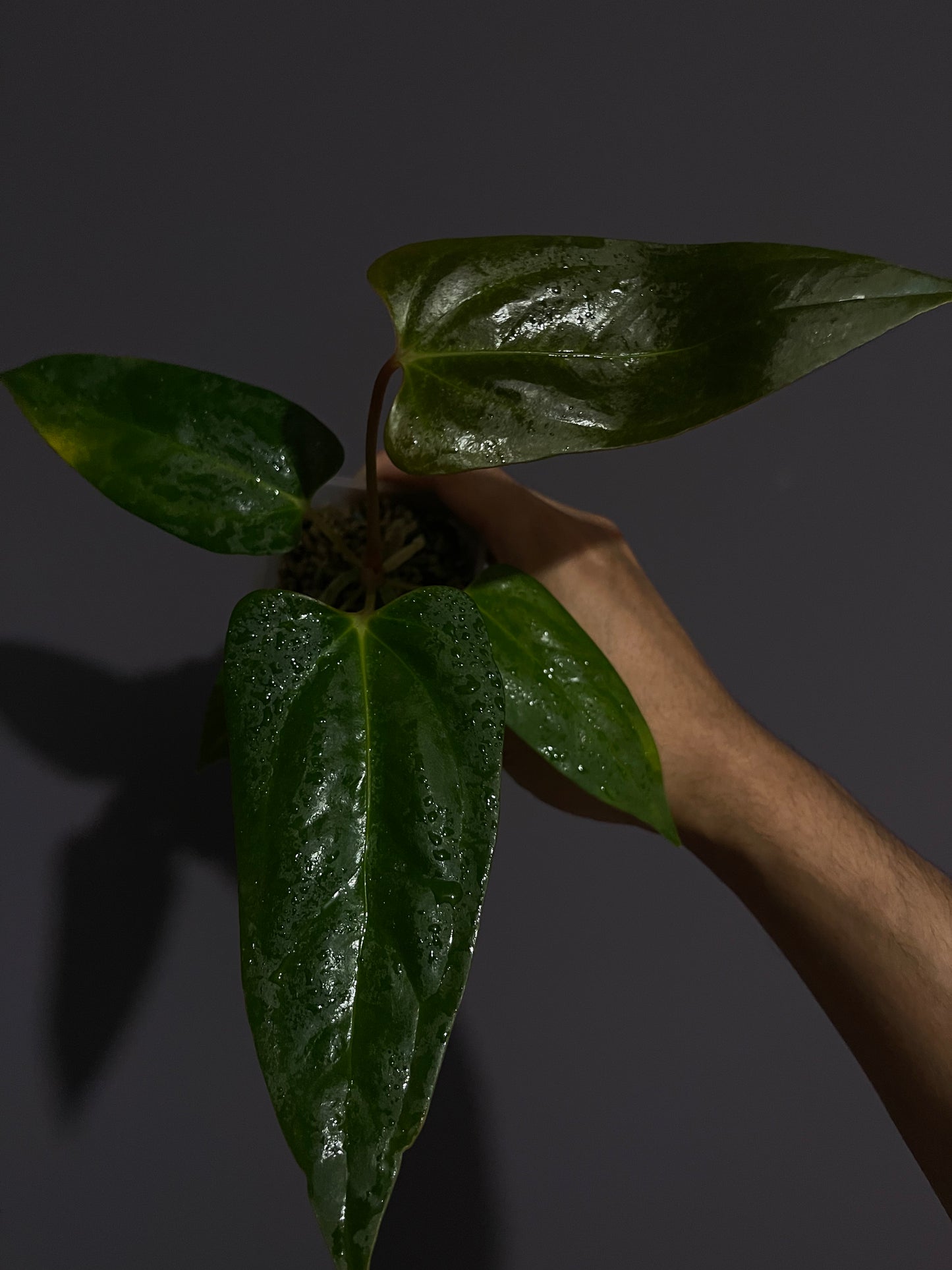 Anthurium Black Sweet from seedlings