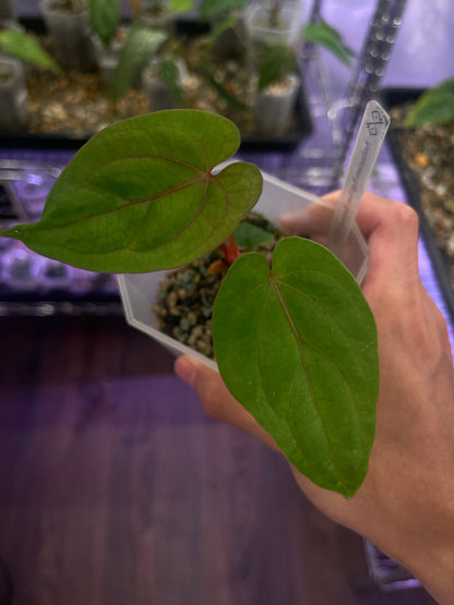 Anthurium Papillilaminum Fort Sherman × Red Vein Dark Phoenix