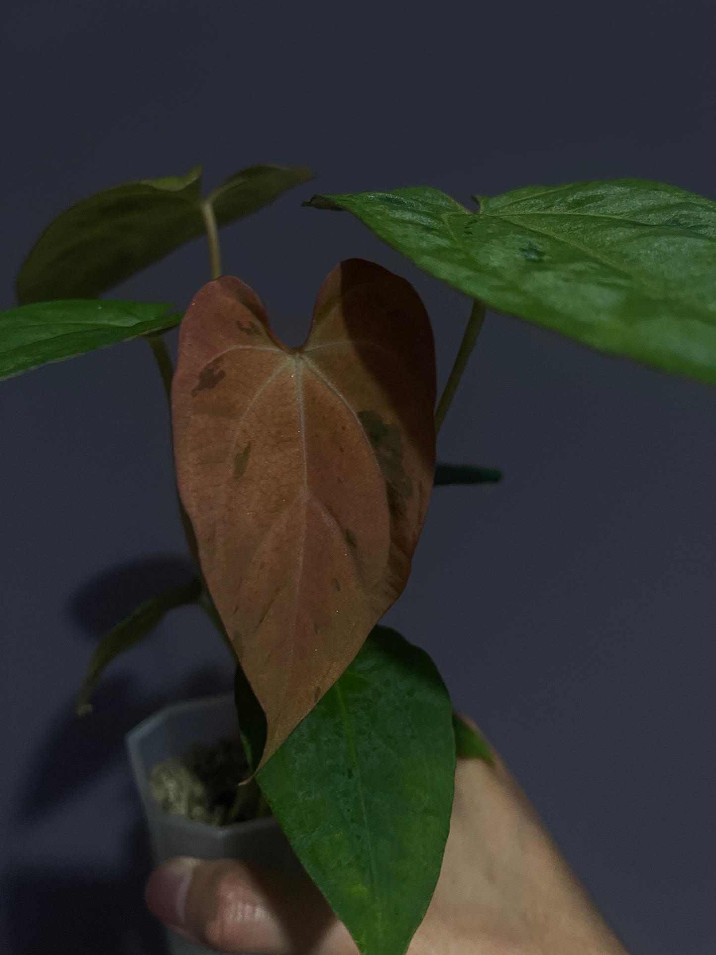 Anthurium Papillilaminum 'Fort Sherman' x 'Blue' Tricolor variegata