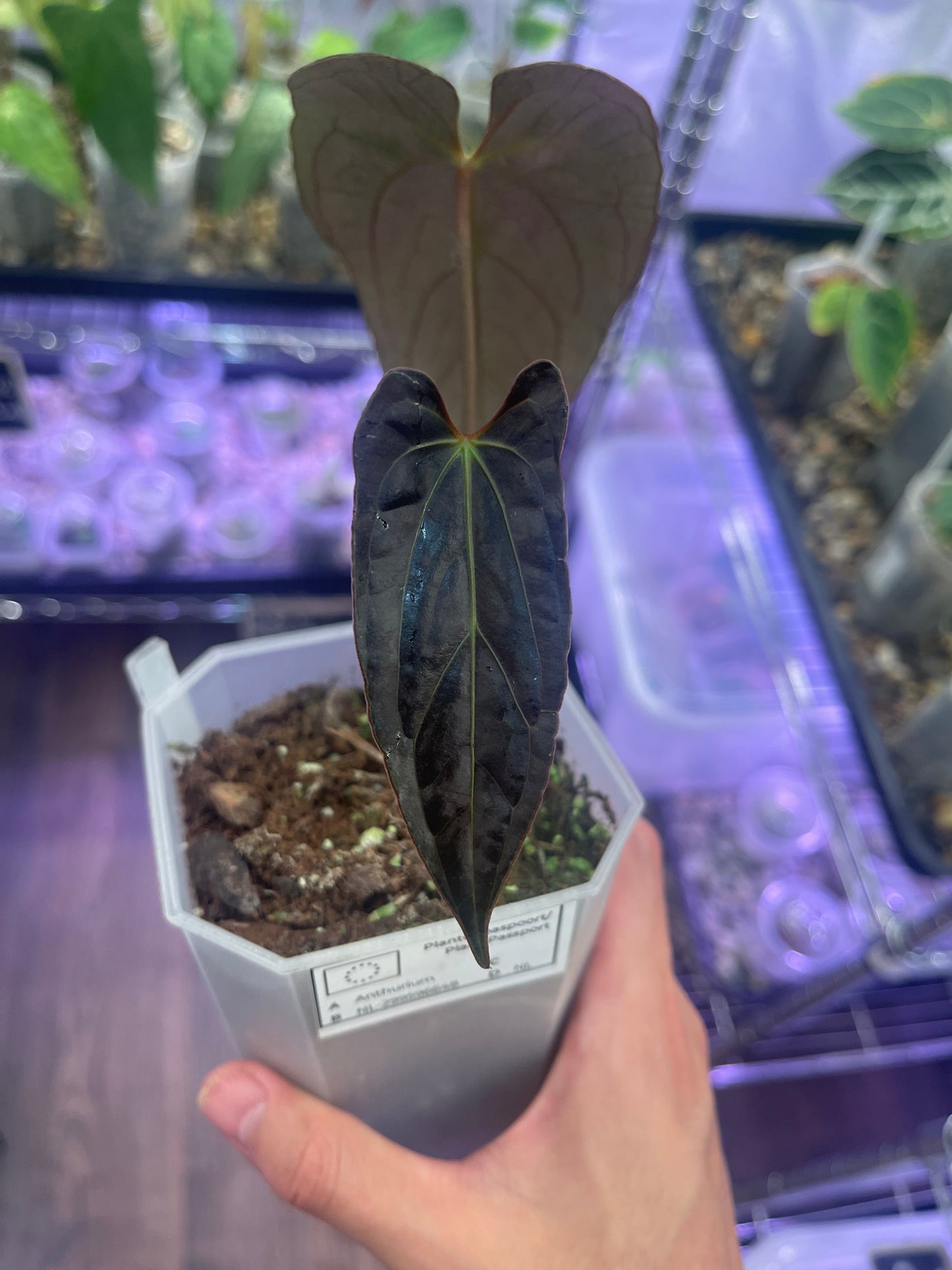 Anthurium Papillilaminum X-one × Blue Papillilaminum