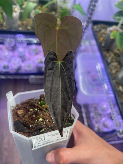 Anthurium Papillilaminum X-one × Blue Papillilaminum