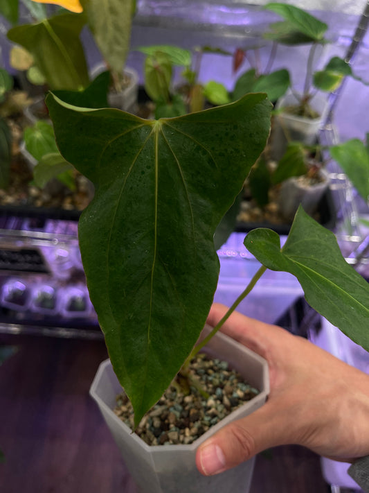 Anthurium Indo Portillae × Papillilaminum X-one