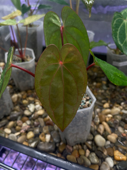 Anthurium Red Vein Dark Phoenix (RVDP)