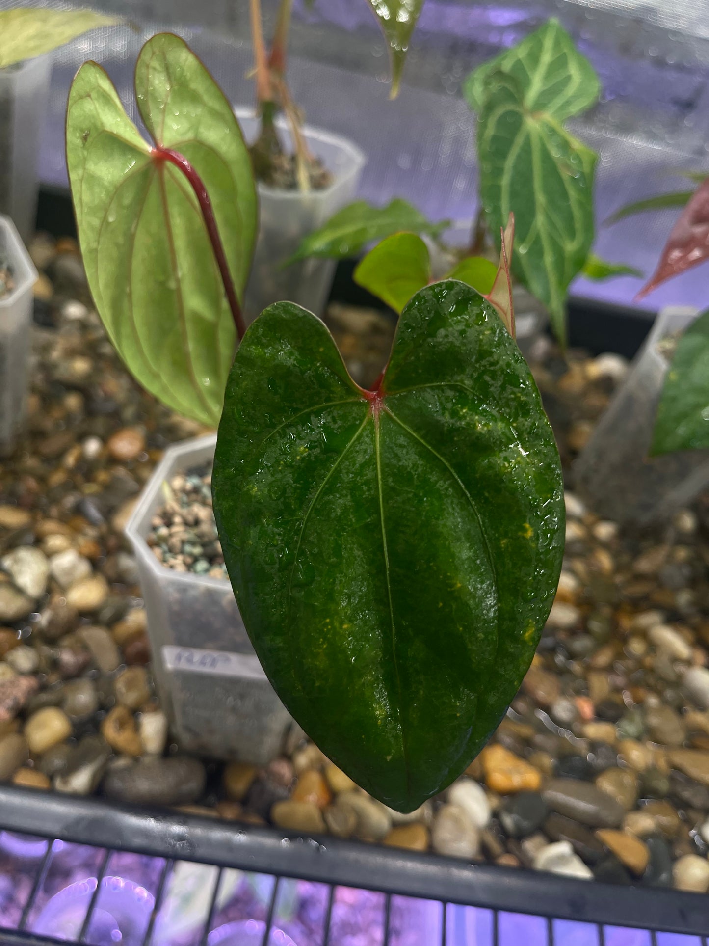 Anthurium Red Vein Dark Phoenix (RVDP)