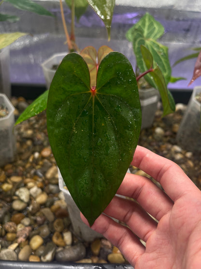 Anthurium Red Vein Dark Phoenix (RVDP)