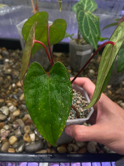 Anthurium Red Vein Dark Phoenix (RVDP)