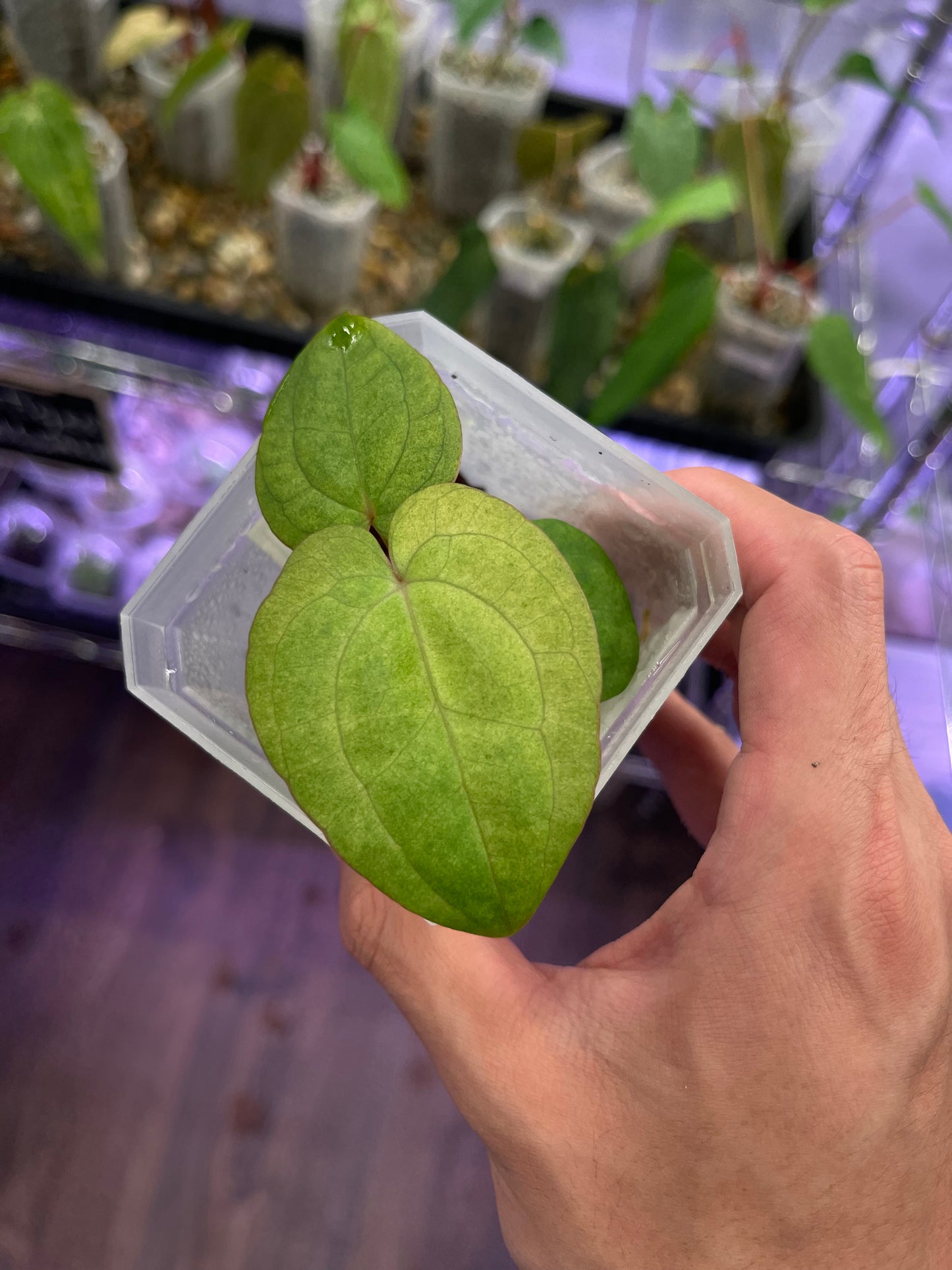 Anthurium RVDP × papillilaminum variegata