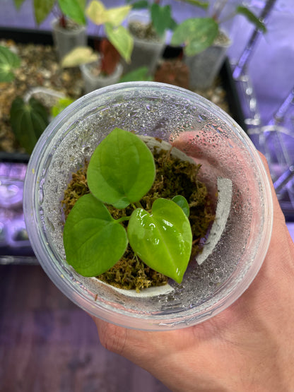 Anthurium RVDP × papillilaminum variegata