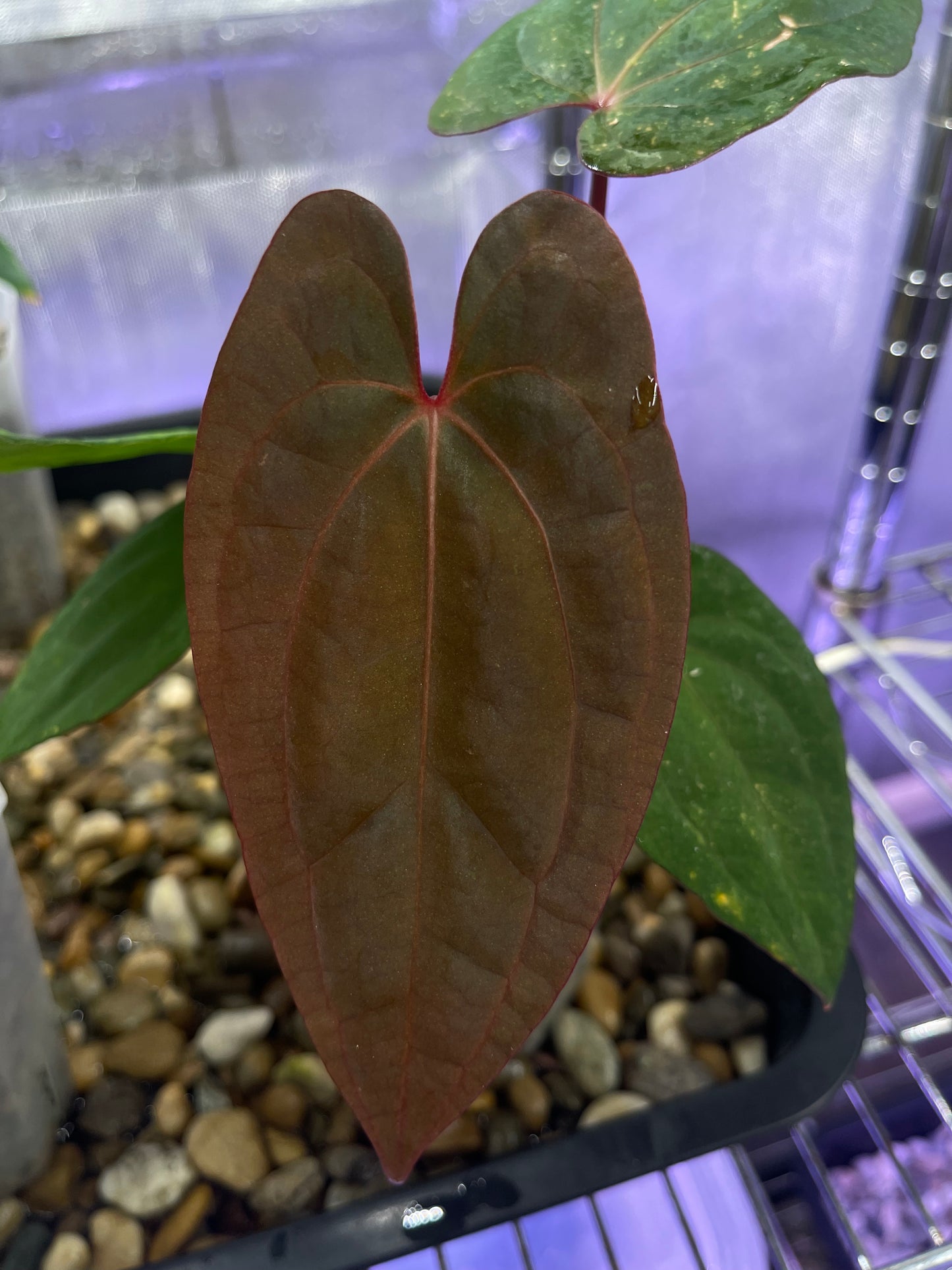 Anthurium Red Vein Dark Phoenix (RVDP)