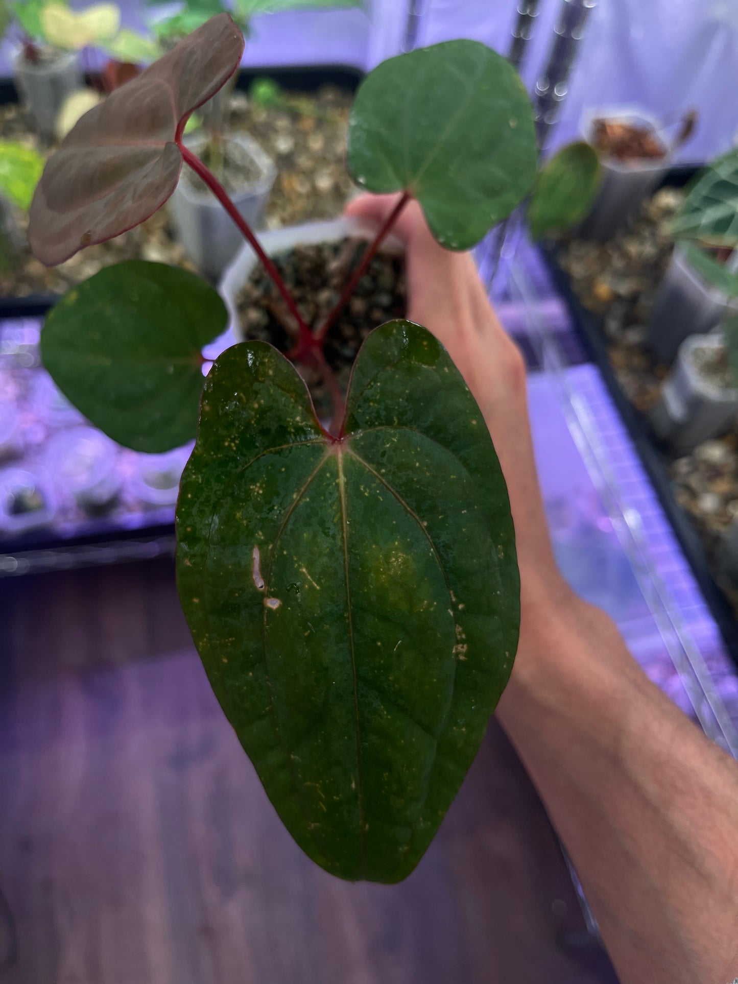 Anthurium Red Vein Dark Phoenix (RVDP)