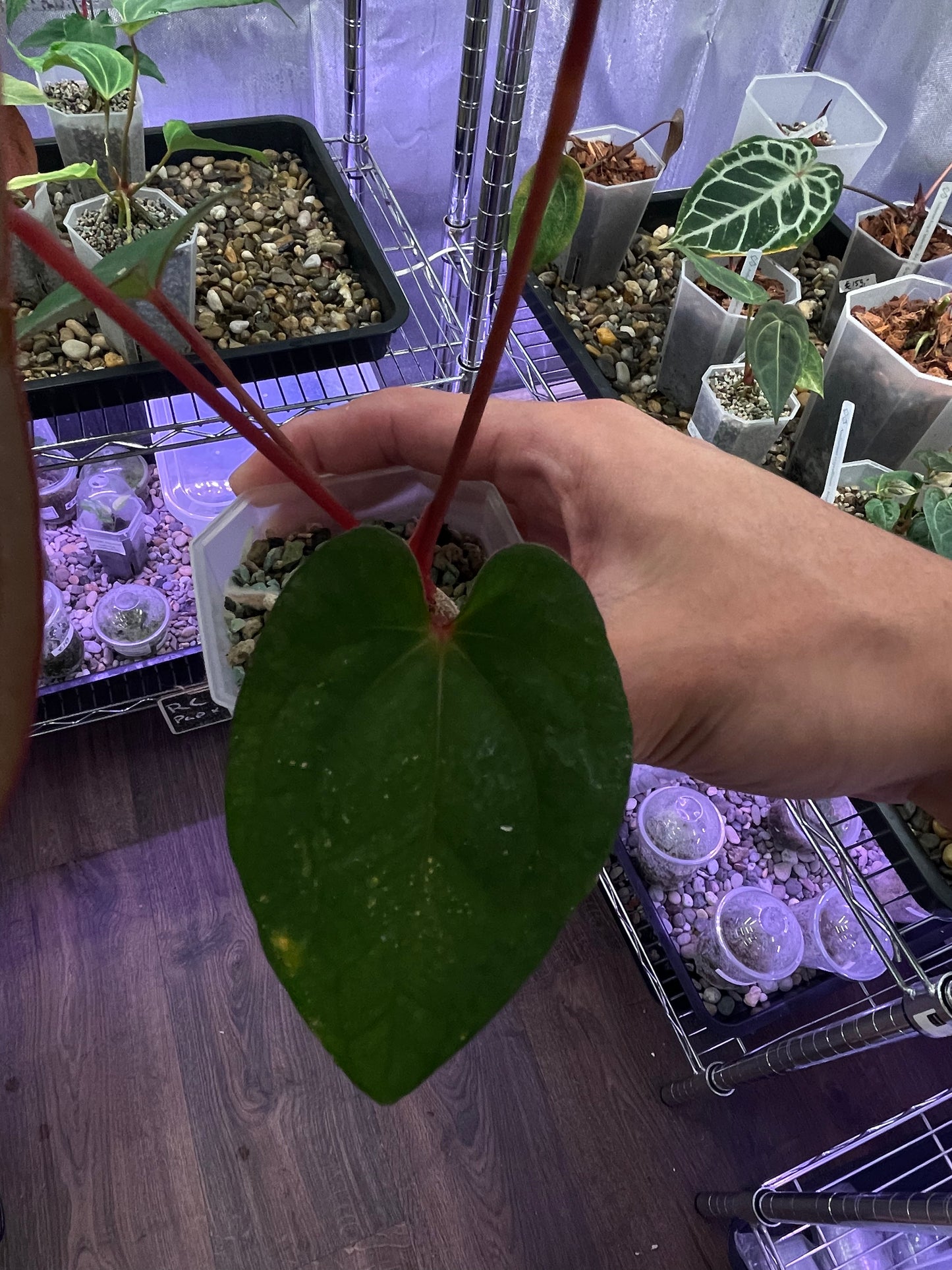 Anthurium Red Vein Dark Phoenix (RVDP)