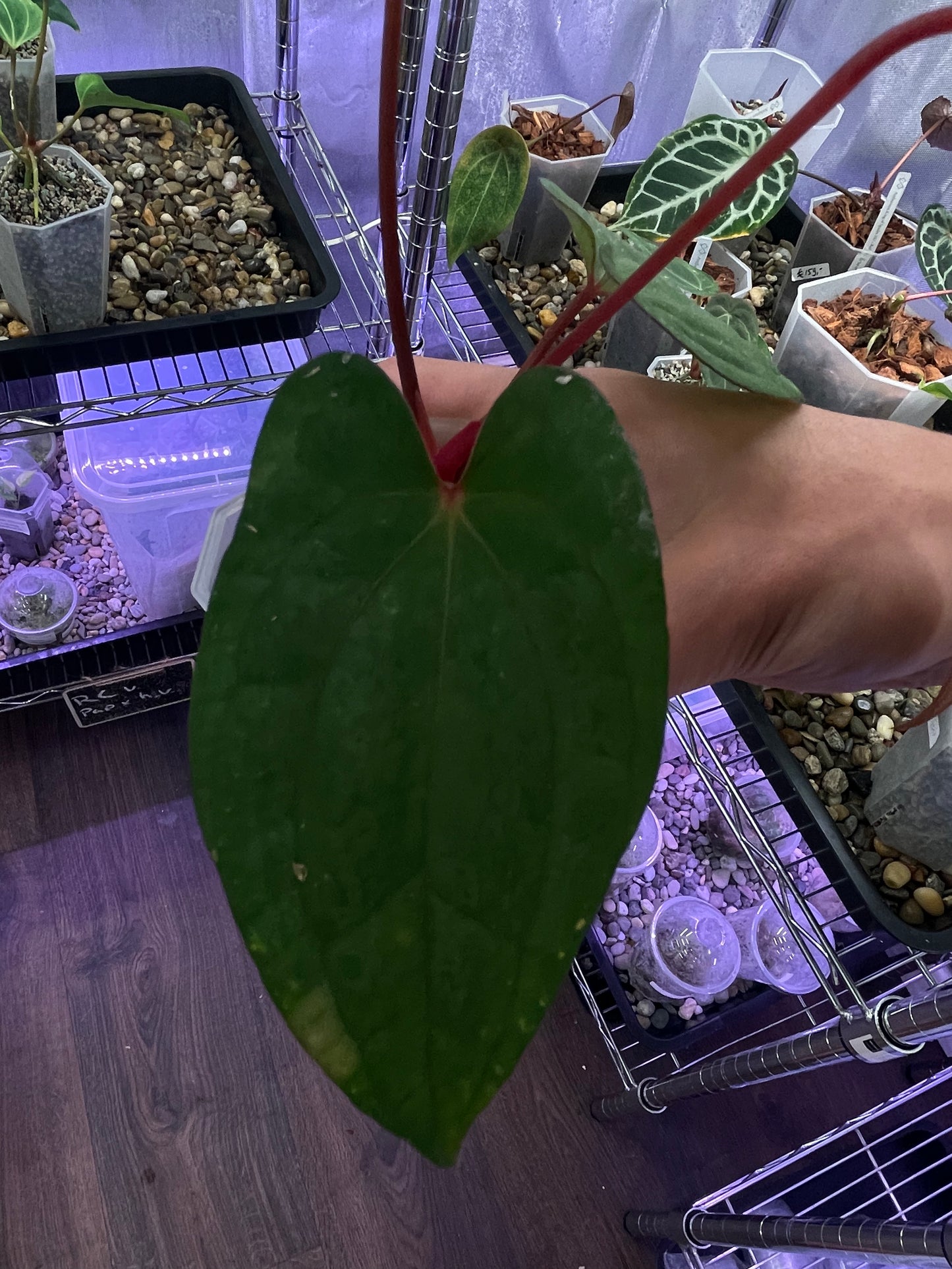 Anthurium Red Vein Dark Phoenix (RVDP)