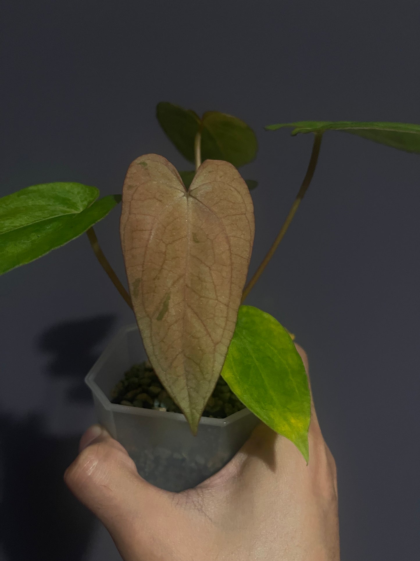 Anthurium Papillilaminum 'Legend' x 'Pangrango' variegata