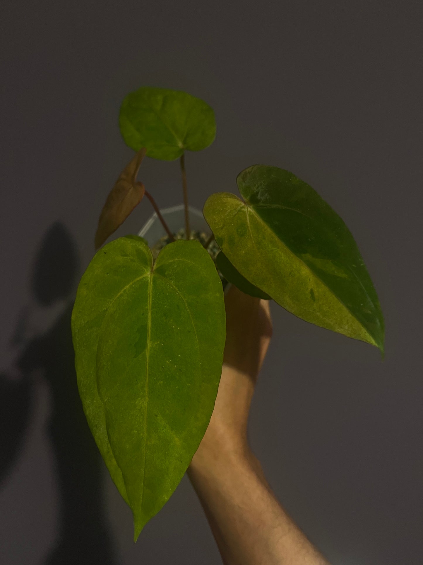 Anthurium Papillilaminum 'Legend' x 'Pangrango' variegata