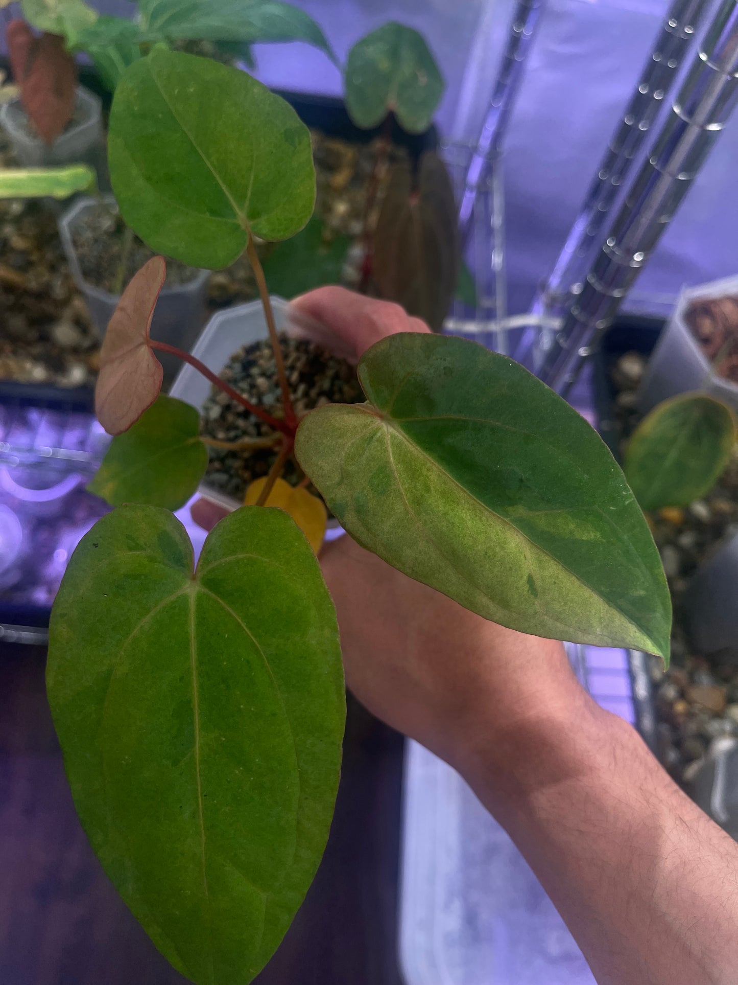 Anthurium Papillilaminum 'Legend' x 'Pangrango' variegata