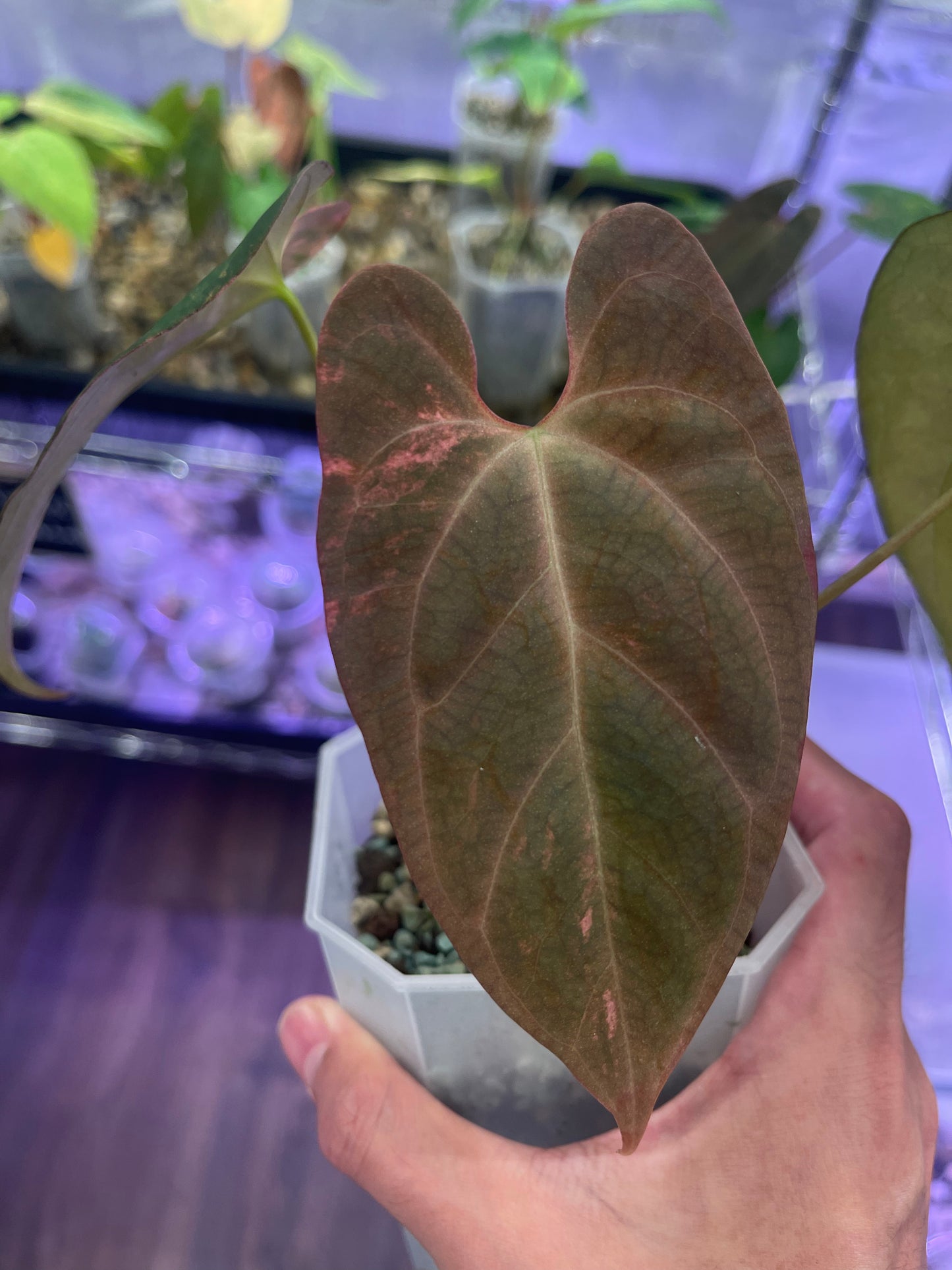 Anthurium Papillilaminum 'Blue ocean' variegata