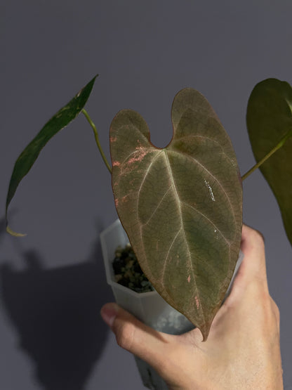 Anthurium Papillilaminum 'Blue ocean' variegata