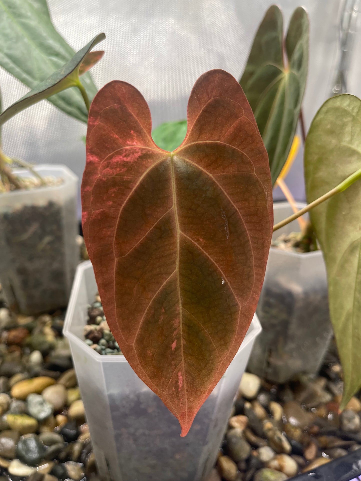 Anthurium Papillilaminum 'Blue ocean' variegata