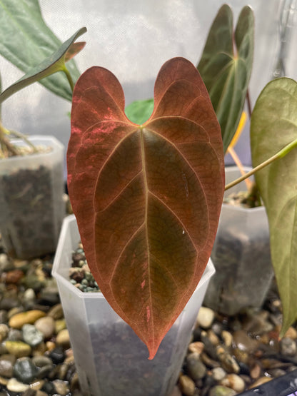 Anthurium Papillilaminum 'Blue ocean' variegata