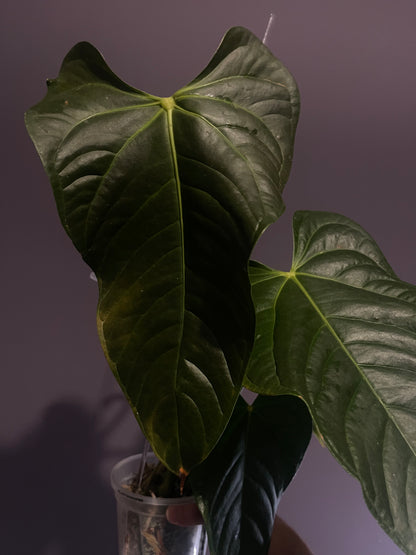 Anthurium Veitchii x Chamberlainii