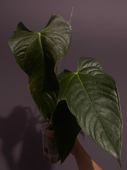 Anthurium Veitchii x Chamberlainii