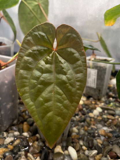 Anthurium Red Crystallinum × luxurians