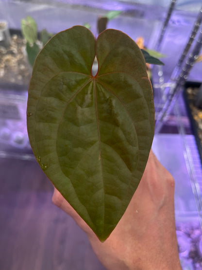 Anthurium Red Crystallinum × luxurians