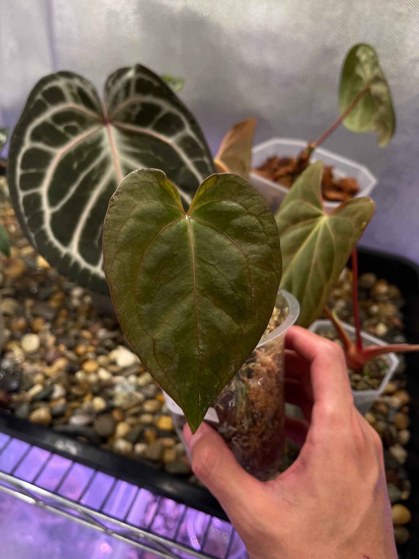 Anthurium Papillilaminum X-one × Dark Phoenix