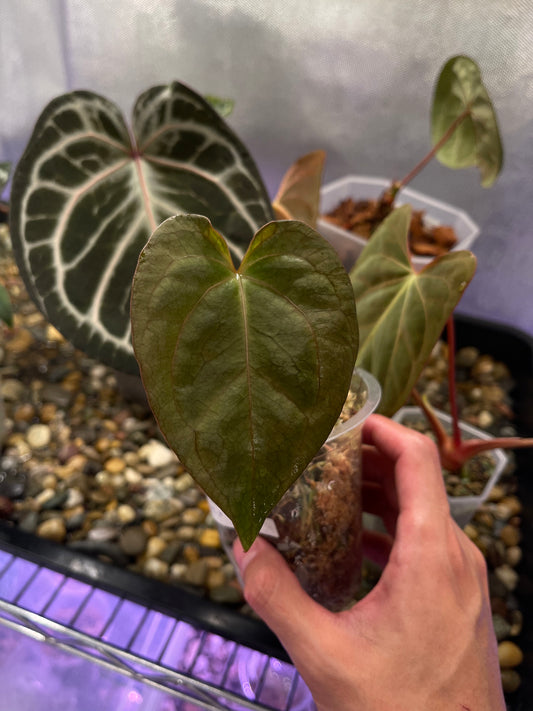 Anthurium Papillilaminum X-one × Dark Phoenix