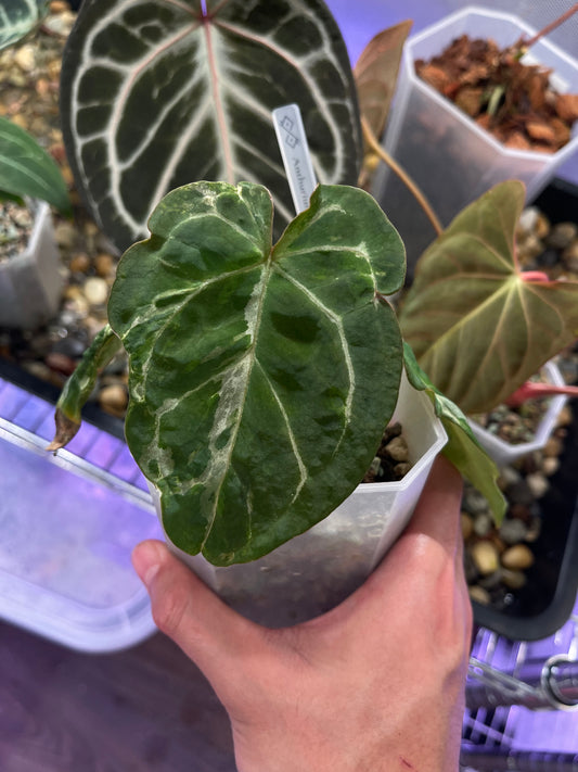 Anthurium Crystallinum × Forgetii Variegata