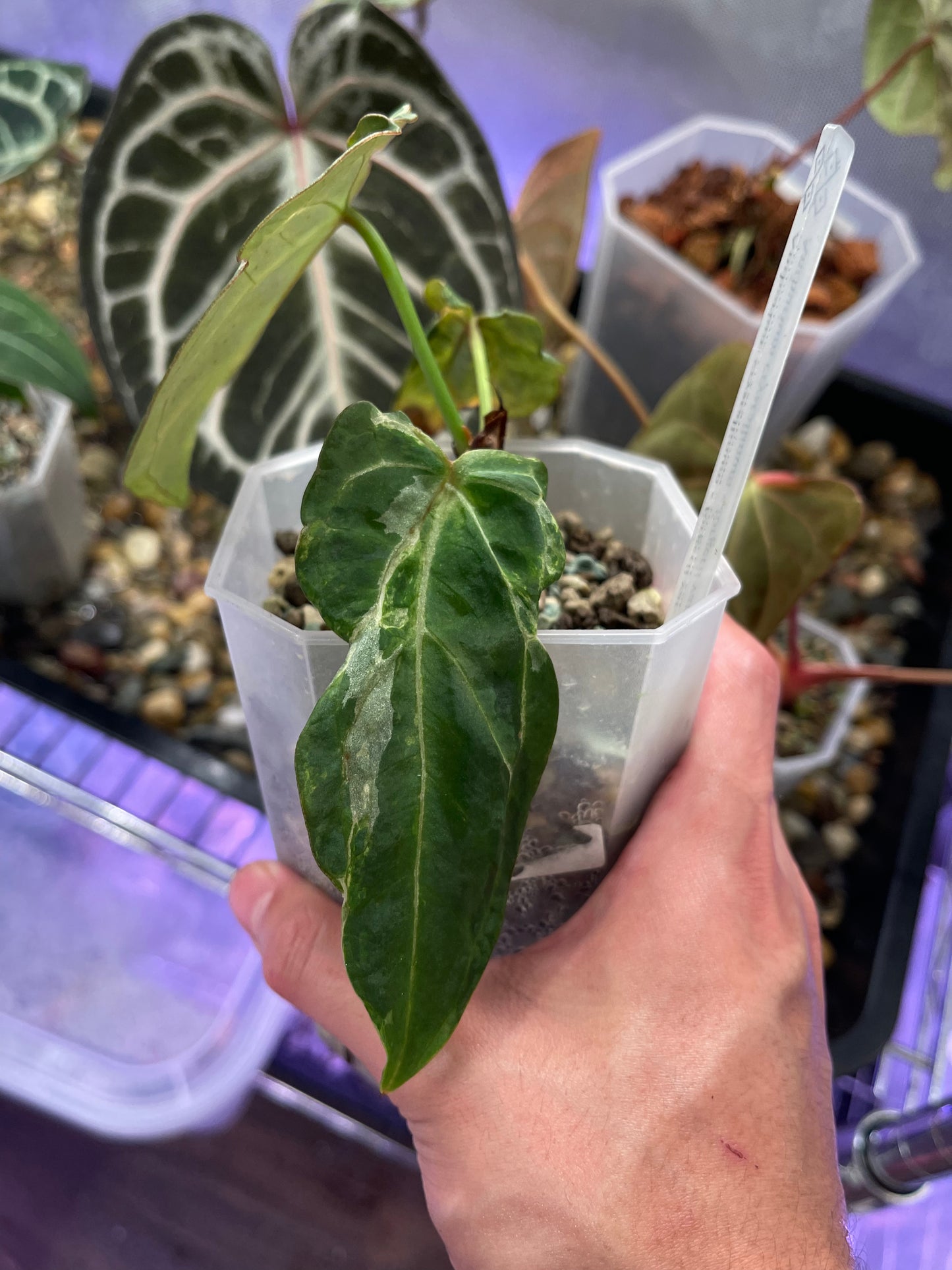 Anthurium Crystallinum × Forgetii Variegata