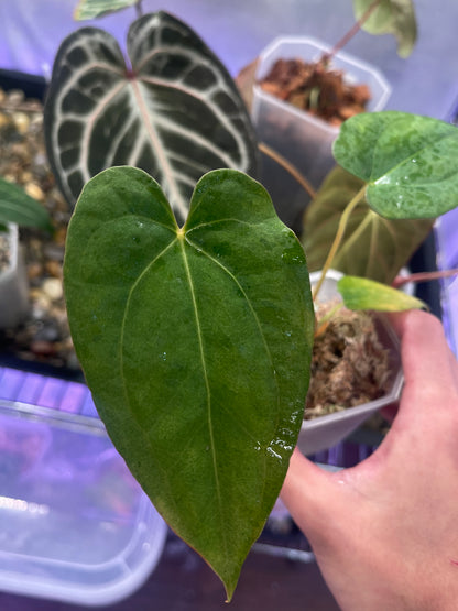 Anthurium Papillilaminum 'Fort Sherman' x 'Blue' Tricolor variegata