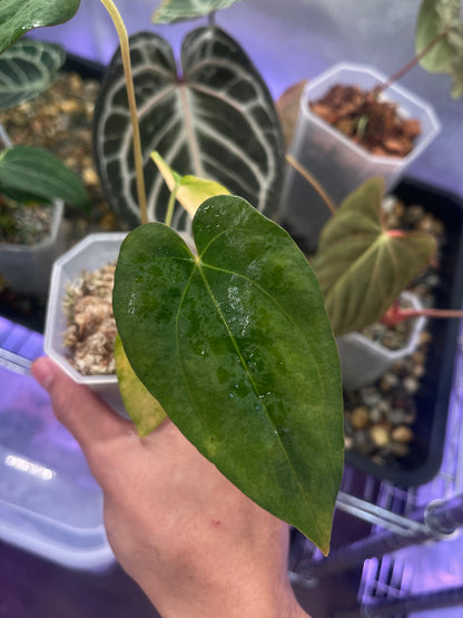 Anthurium Papillilaminum 'Fort Sherman' x 'Blue' Tricolor variegata